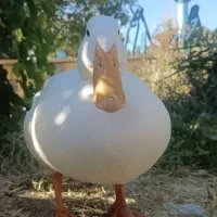 حیوانات