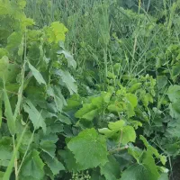 فروش باغ در بهترین لوکیشن ابهر|فروش دفتر صنعتی، کشاورزی، تجاری|ابهر, |دیوار