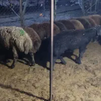 گوسفند بره نر کشتاری سرک دار