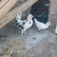 مرغ وخروس