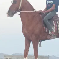 اسب|اسب و تجهیزات اسب‌سواری|بندرعباس, |دیوار