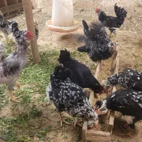 تخم مرغ نطفه دار گلین|حیوانات مزرعه|شهرکرد, |دیوار