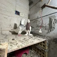 طوقی|پرنده|کارون, |دیوار