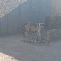 ماده خراسانی|سگ|نیشابور, ده حلاج|دیوار