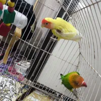 طوطی کتوله|پرنده|بندرعباس, |دیوار