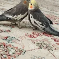 طالب عروس هلندی سخنگو