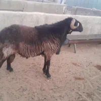 قوچ داشتی|حیوانات مزرعه|شیراز, علی آباد|دیوار