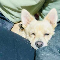 واگذاری سگ پامر ماده باهوش|سگ|شیراز, شهرک گلدشت حافظ‎|دیوار