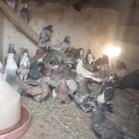 فروش کبوتر سرور|پرنده|شاهین دژ, |دیوار