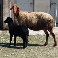 دوتا گوسفند بره دار بابره های بزرگ