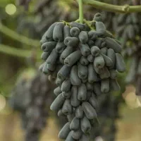 انواع ارقام نهال انگور اصلاح شده