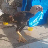 جوجه خروس لاری|حیوانات مزرعه|باقرشهر, |دیوار