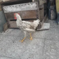 مرغ و خروس