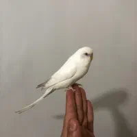 مرغ عشق دستی|پرنده|کرج, ساسانی (قلمستان)|دیوار