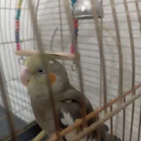 فروش طوطی  سرلاکی و دستی نرمه خور