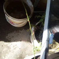 فروش نهال بادام پربار تعداد محدود