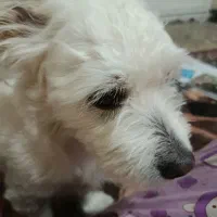 واگذاری رایگان