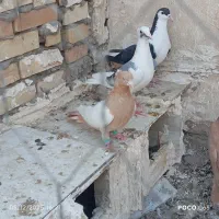 نرسینه زرد|پرنده|شوشتر, |دیوار