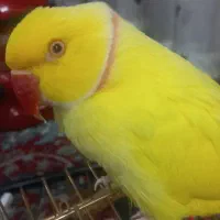 طوطی ملنگو رنگ خاص. قیمت بیست‌وپنج میلیون