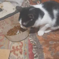 واگذاری رایگان بچه گربه|گربه|مراغه, |دیوار