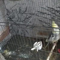 عروس هلندی|پرنده|اسفیچ, |دیوار