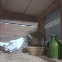 کبوتر|پرنده|سنگر, |دیوار