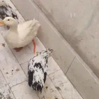 دو عدد مرغ زینتی کاکولی ویک عدد اوردک سفید|پرنده|باقرشهر, |دیوار