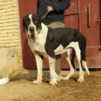 سگ.باغ.گریت دین.الابای.