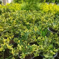 سیکاس|گل و گیاه طبیعی|کلاچای, |دیوار