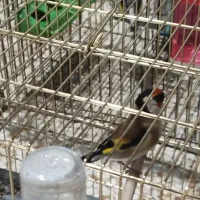 سهره های نر مست شلاقی بخون