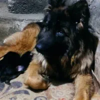 ۴ قلاده ژرمن شپرد ماده شکم پر ، فیلم جفت گیری|سگ|کرج, فاز ۱ مهرشهر|دیوار