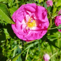 راهنمای کنید