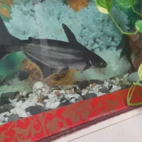 آکواریوم وماهی