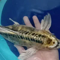 ماهی کوی مولد باله بلند|ماهی|یزد, |دیوار