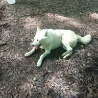 سگ اسکی گم شده هرکس اگه دید بهم خبر بدین