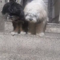 سلام دو عدد سگ پشمالو