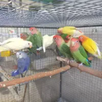 طوطی برزیلی