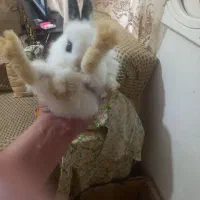 خرگوش کوچک|موش و خرگوش|تبریز, |دیوار