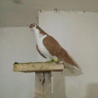 کبوتر فروشی