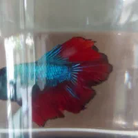 آروانا نایف فایتر|ماهی|مشهد, آزادشهر|دیوار