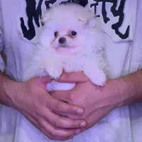 سگ پامرانین عروسکی