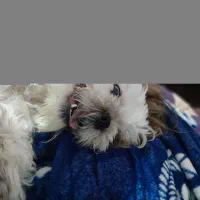 سگ شیتزو فلت فروشی