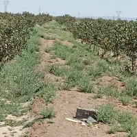 خار و علوفه مجانی رایگان