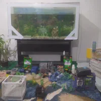 اکواریوم|ماهی|نقده, |دیوار