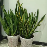 کاج مطبق و سانسوریا|گل و گیاه طبیعی|هشتگرد, فاز ۱ مهستان|دیوار