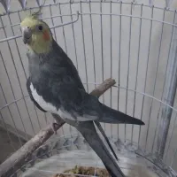 عروس هلندی نر