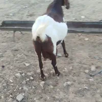 بز بزغاله پاکستانی