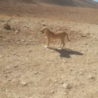 سگ سرابی گمشده