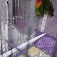 جفت طوطی برزیلی|پرنده|ارومیه, |دیوار