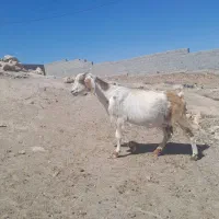 بز‌بز‌غاله‌دار‌شیرا‌جوان
